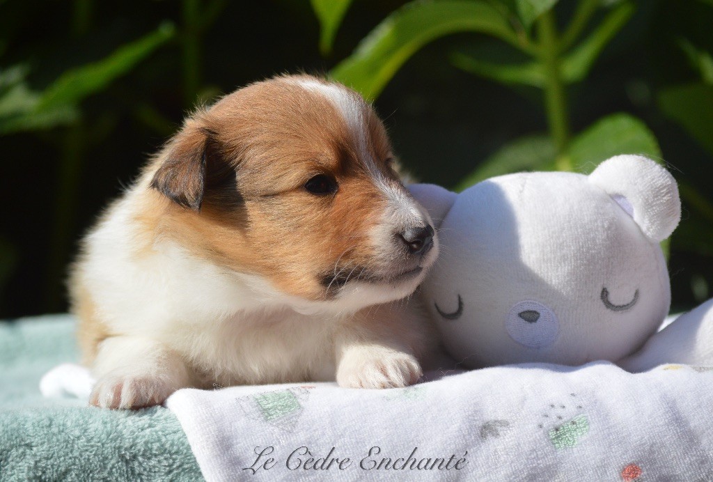 du Cèdre Enchanté - Chiot disponible  - Shetland Sheepdog