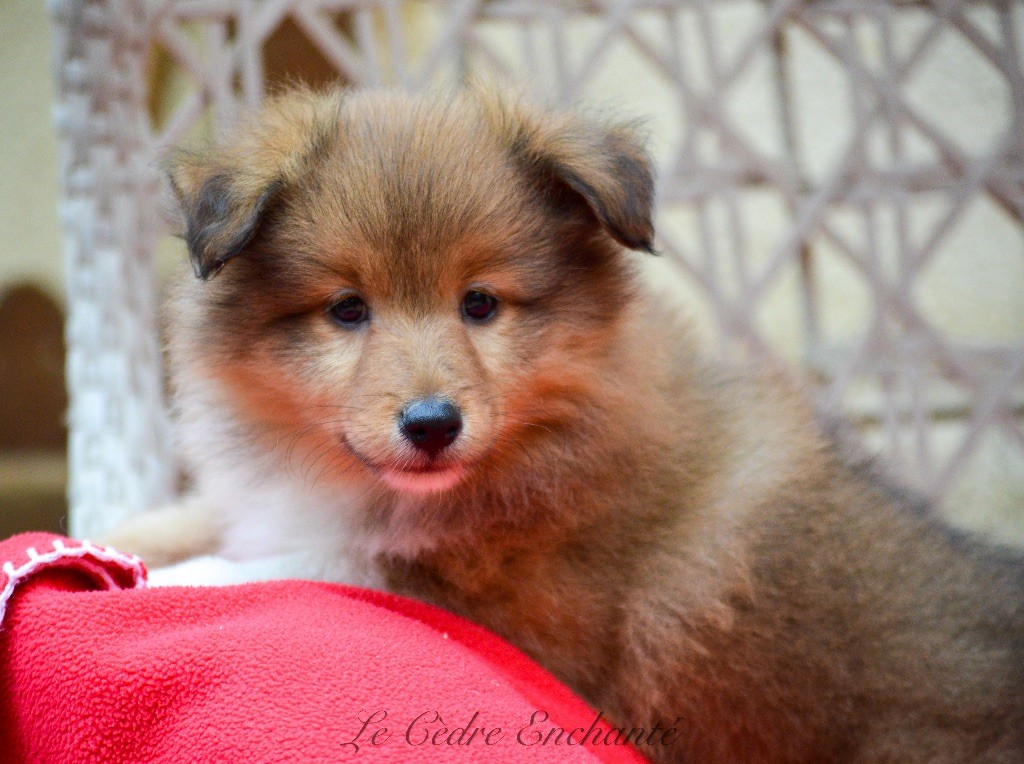 du Cèdre Enchanté - Chiot disponible  - Shetland Sheepdog