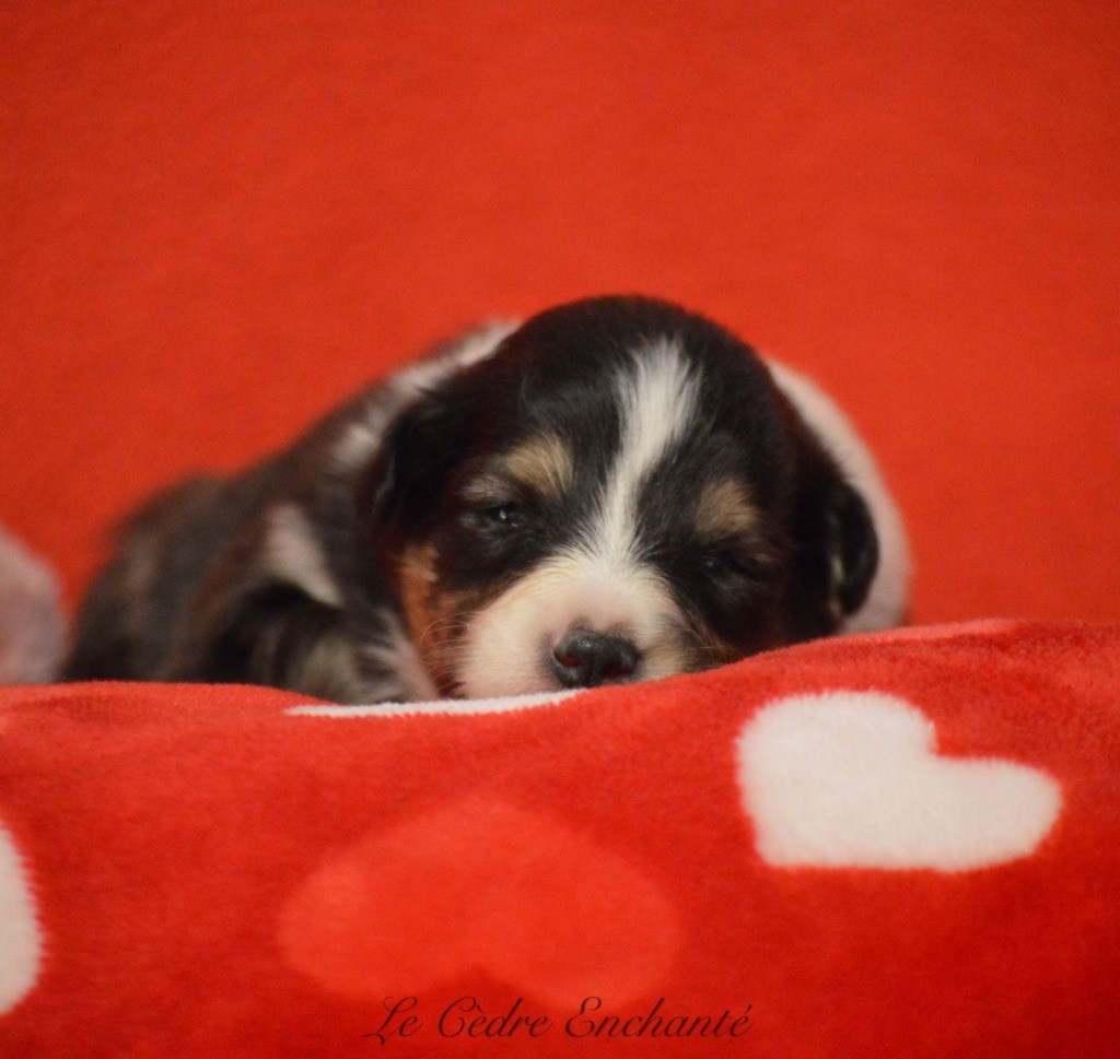 du Cèdre Enchanté - Chiot disponible  - Shetland Sheepdog