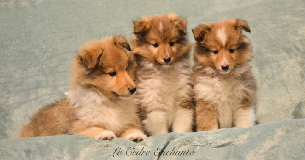 chiot Shetland Sheepdog du Cèdre Enchanté