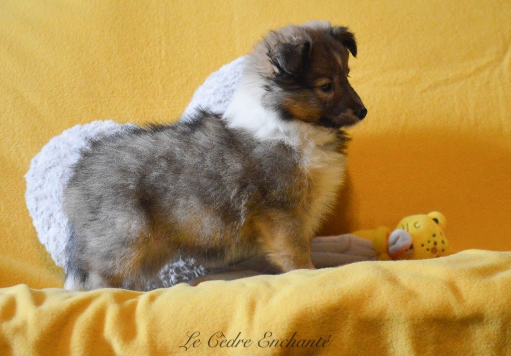 du Cèdre Enchanté - Chiot disponible  - Shetland Sheepdog