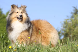 Dolly blonde du Cèdre Enchanté