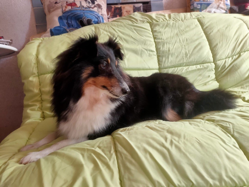 Night fever du Cèdre Enchanté