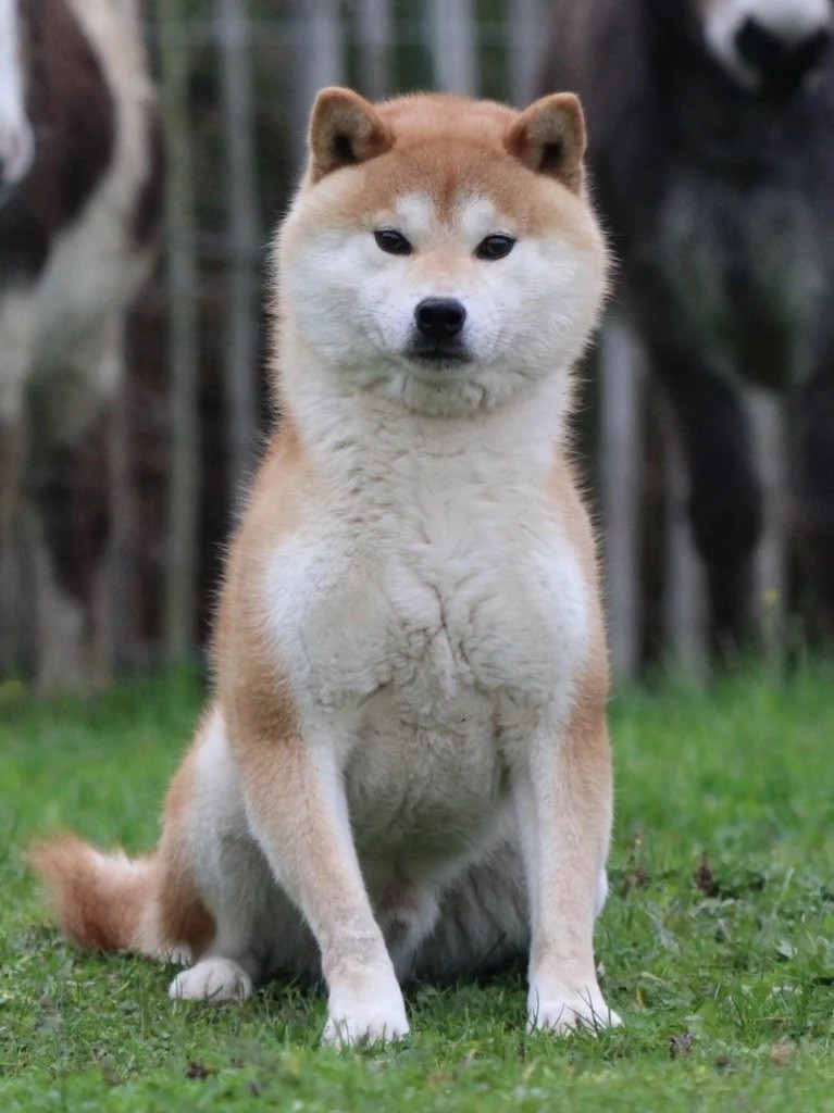 akai hana Emiko tekera