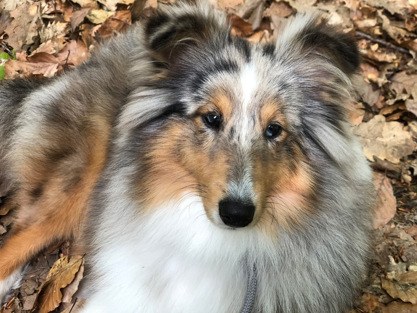 Tendresse Infinie Bleue du Cèdre Enchanté