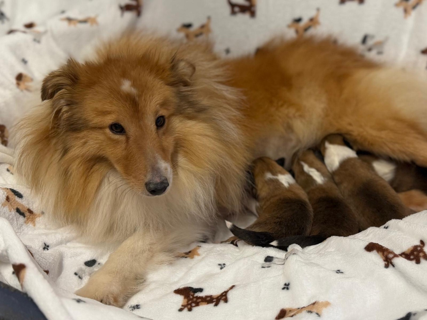 Tarentelle Blonde du Cèdre Enchanté