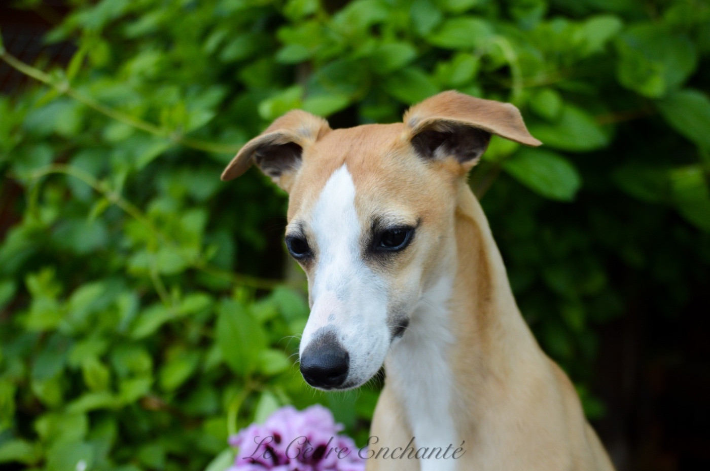 Ullya Du Haras Eclair Horside'whip