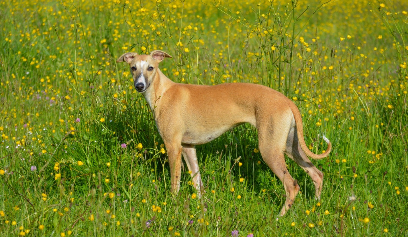 Ultime Des Horizons De Beauce