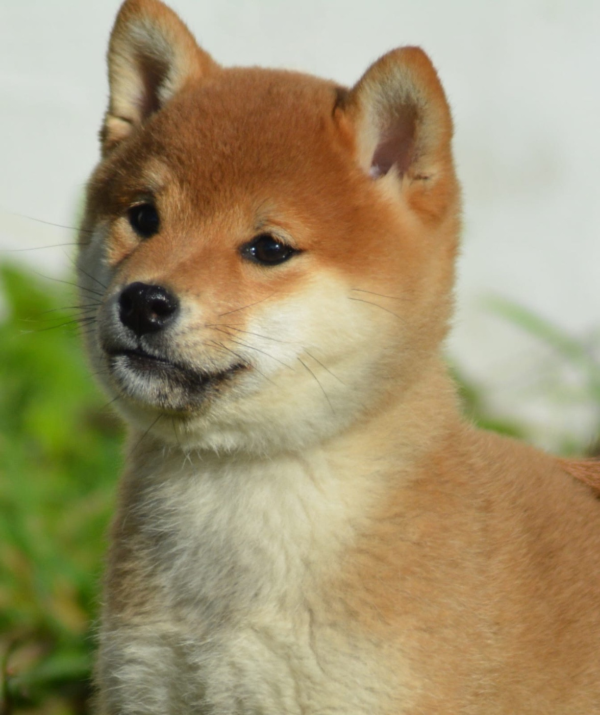 ANZU of three love angel