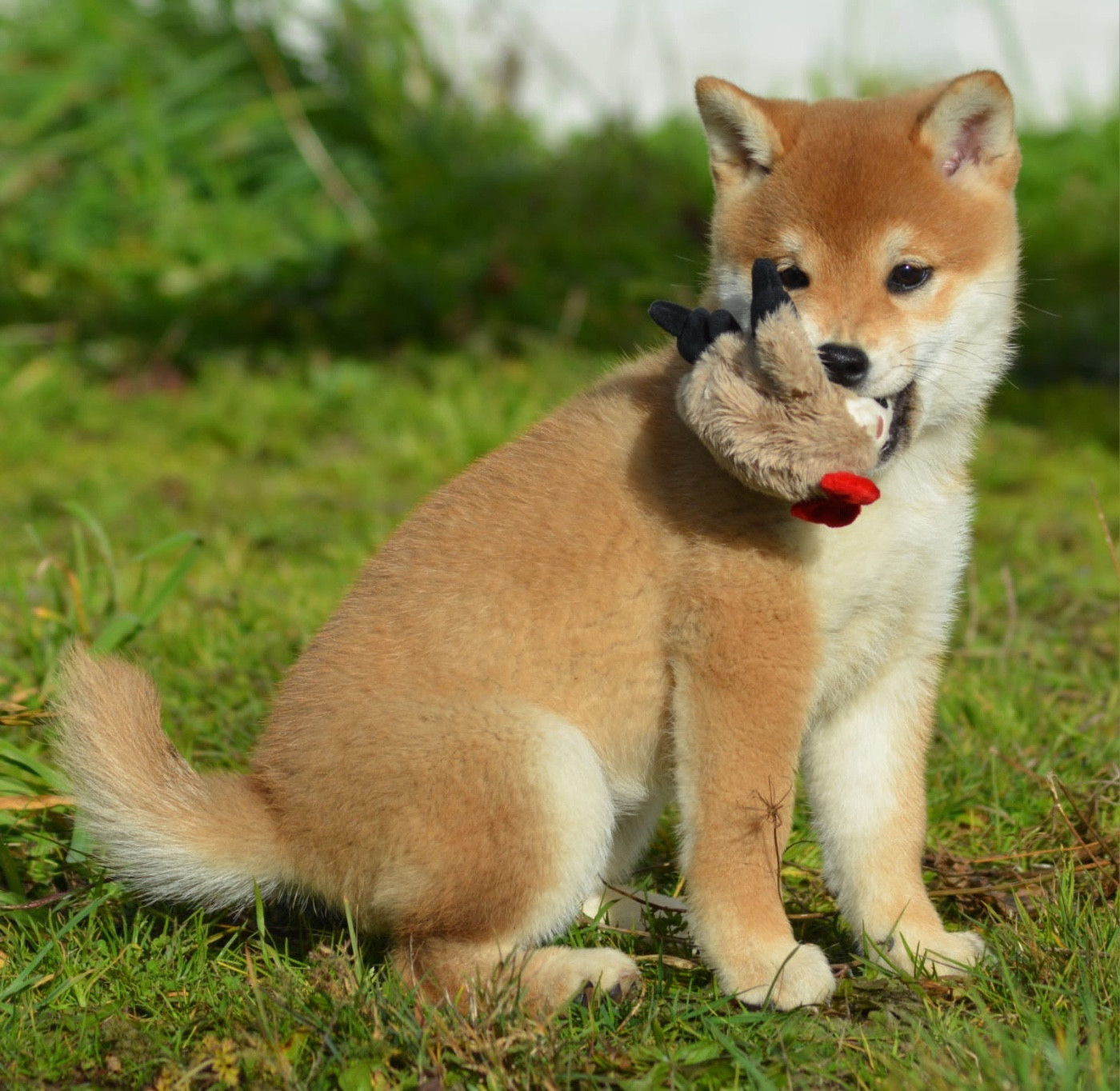 AKEMI of three love angel