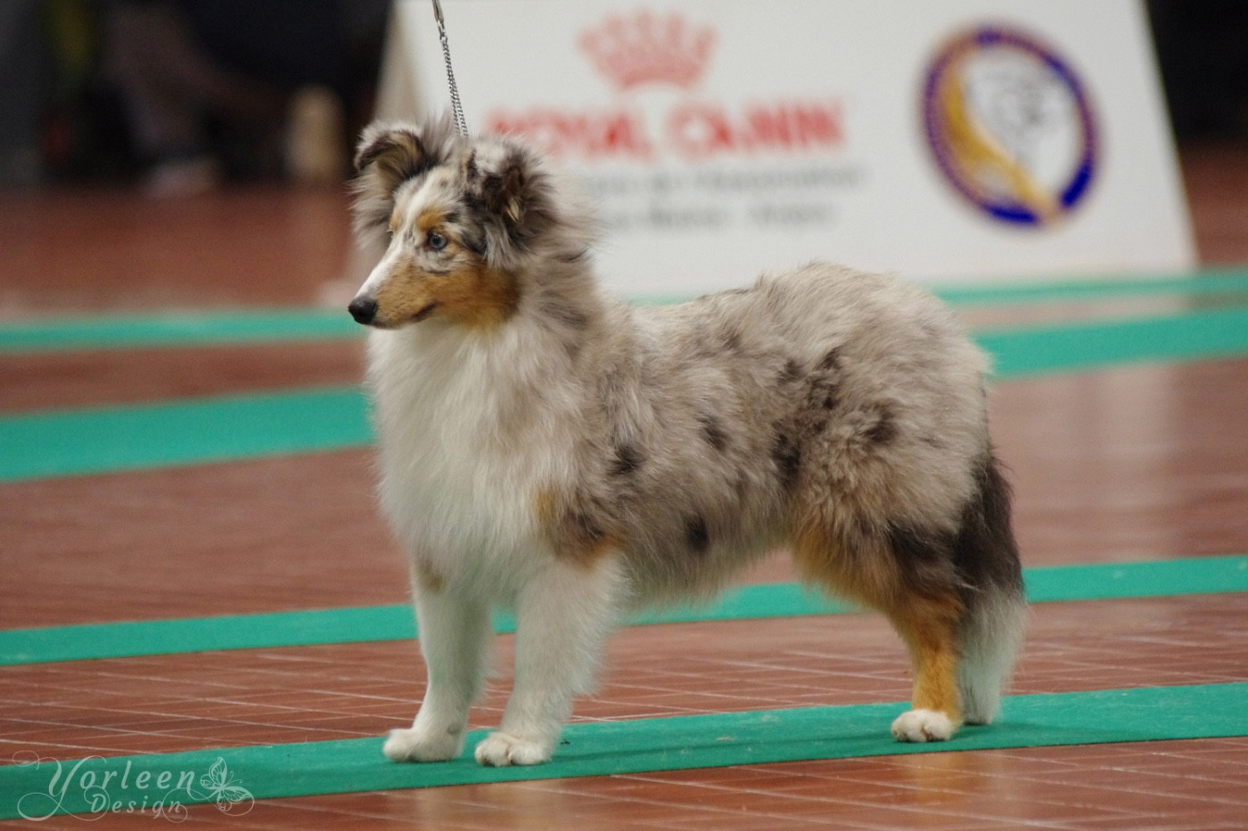 Shetland adultes à confier pour exposition, reproduction ou retraite 
