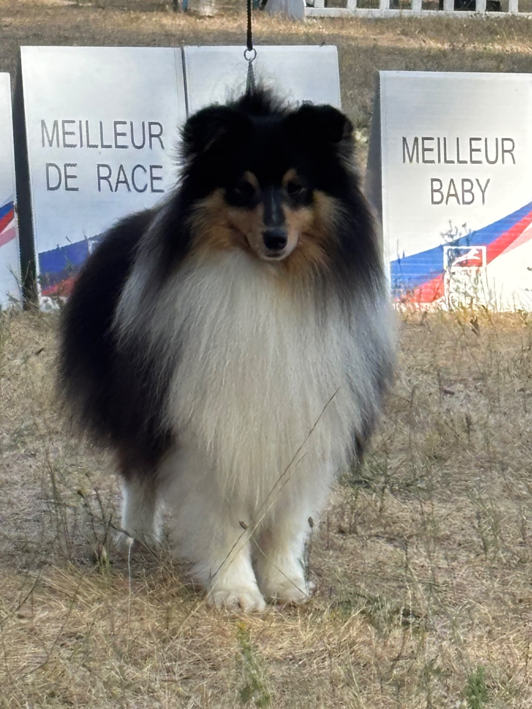 Un Enchanteur Champion de France 🏆