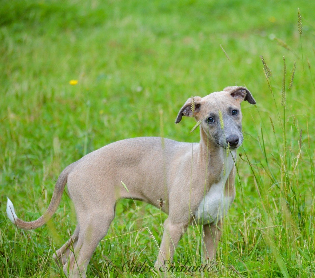 Chiot Whippet du Cèdre Enchanté