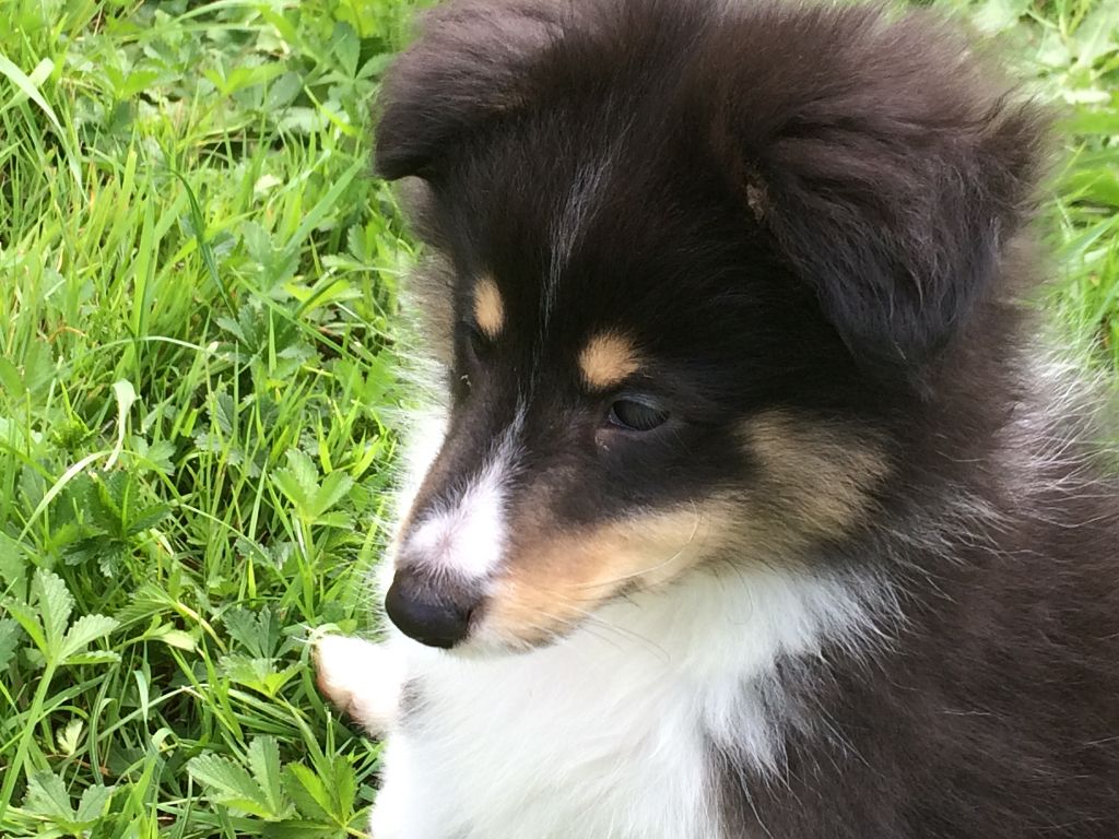 Chiot Shetland Sheepdog du Cèdre Enchanté