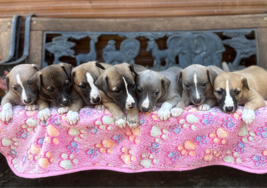 Chiot Whippet du Cèdre Enchanté