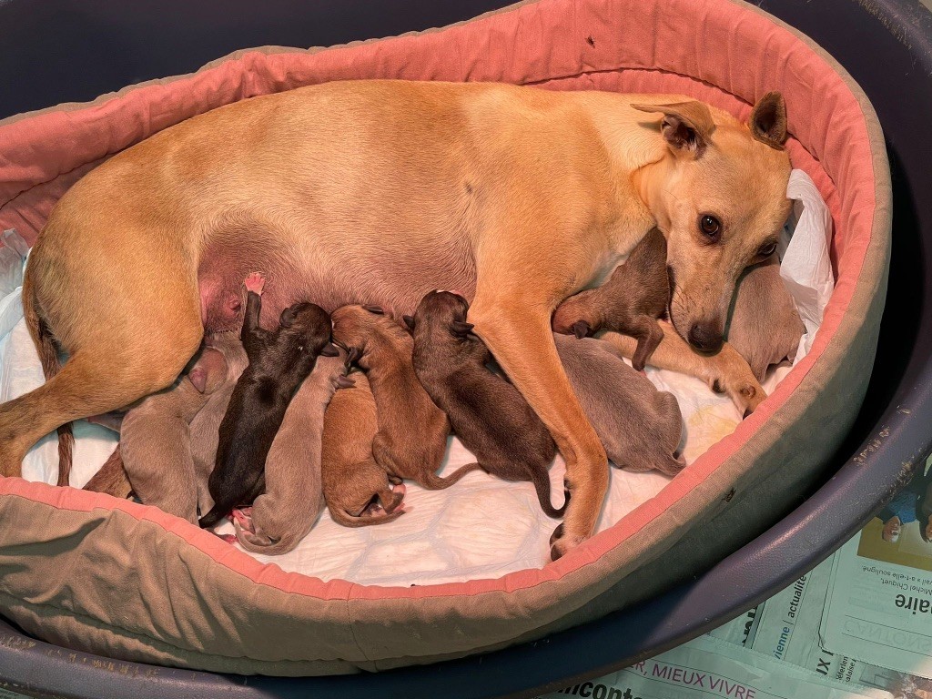 Chiot Whippet du Cèdre Enchanté