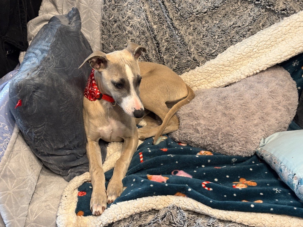 du Cèdre Enchanté - Chiots disponibles - Whippet
