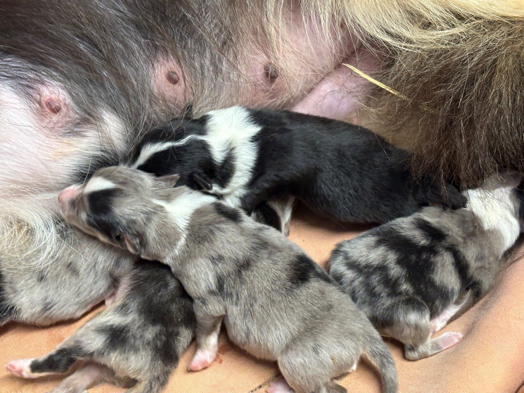 du Cèdre Enchanté - Chiots disponibles - Shetland Sheepdog