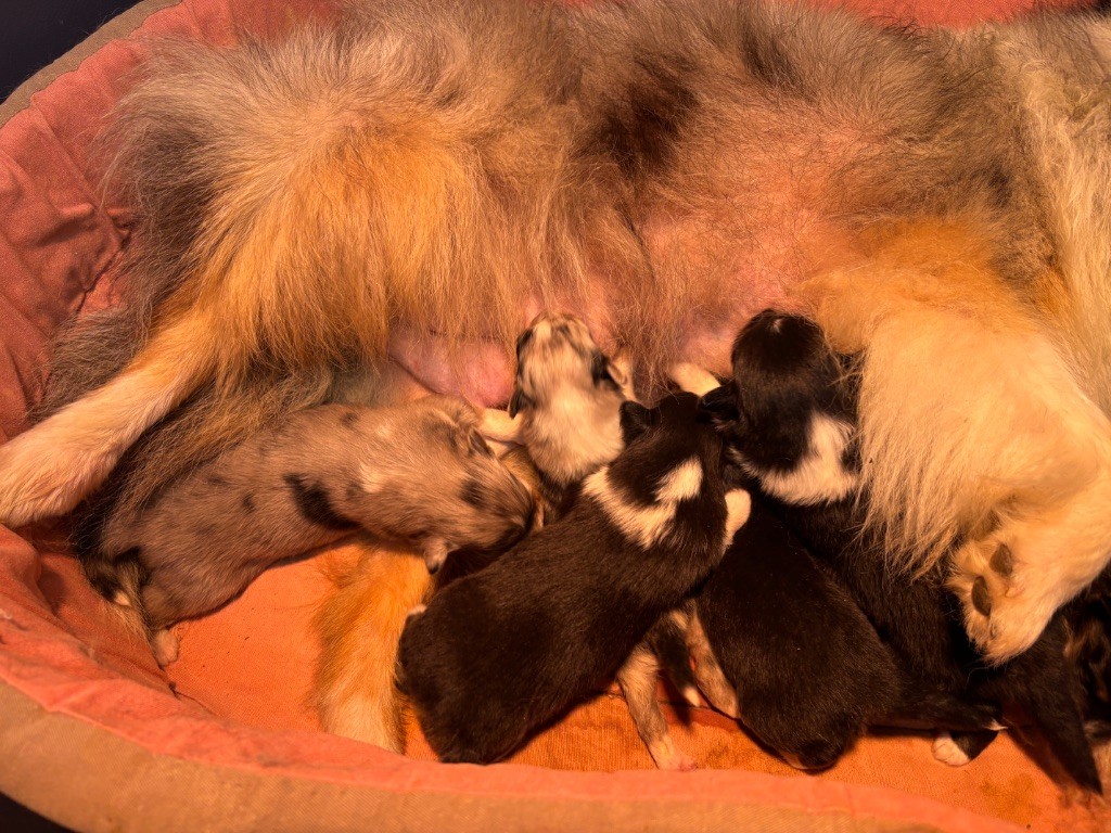 du Cèdre Enchanté - Chiots disponibles - Shetland Sheepdog