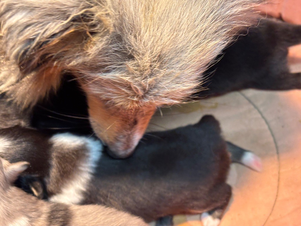 du Cèdre Enchanté - Chiots disponibles - Shetland Sheepdog