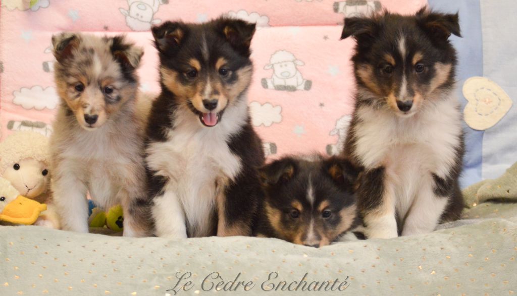 Chiot Shetland Sheepdog du Cèdre Enchanté