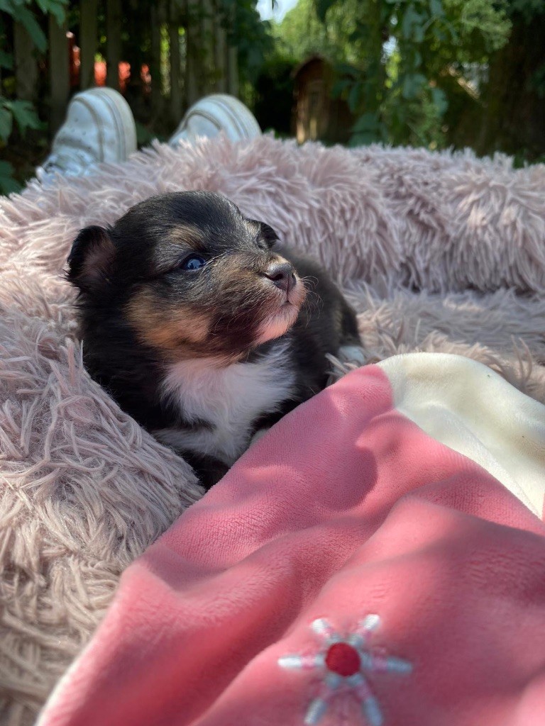 du Cèdre Enchanté - Chiots disponibles - Shetland Sheepdog