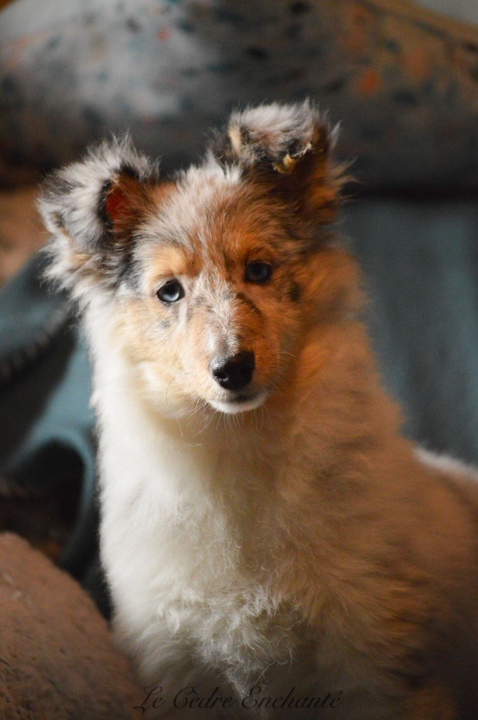du Cèdre Enchanté - Shetland Sheepdog - Portée née le 26/09/2024