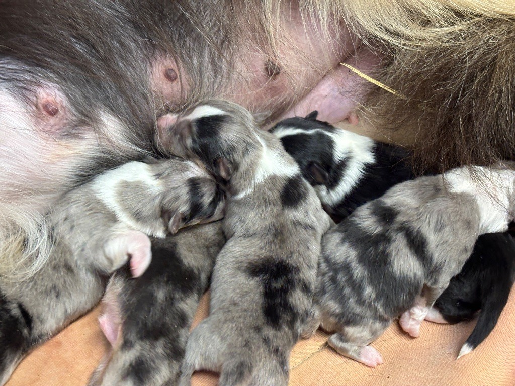 du Cèdre Enchanté - Chiots disponibles - Shetland Sheepdog
