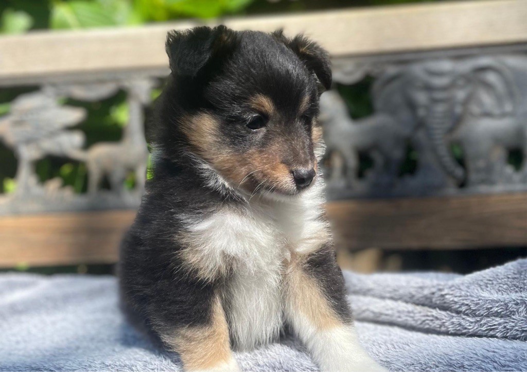 du Cèdre Enchanté - Chiots disponibles - Shetland Sheepdog