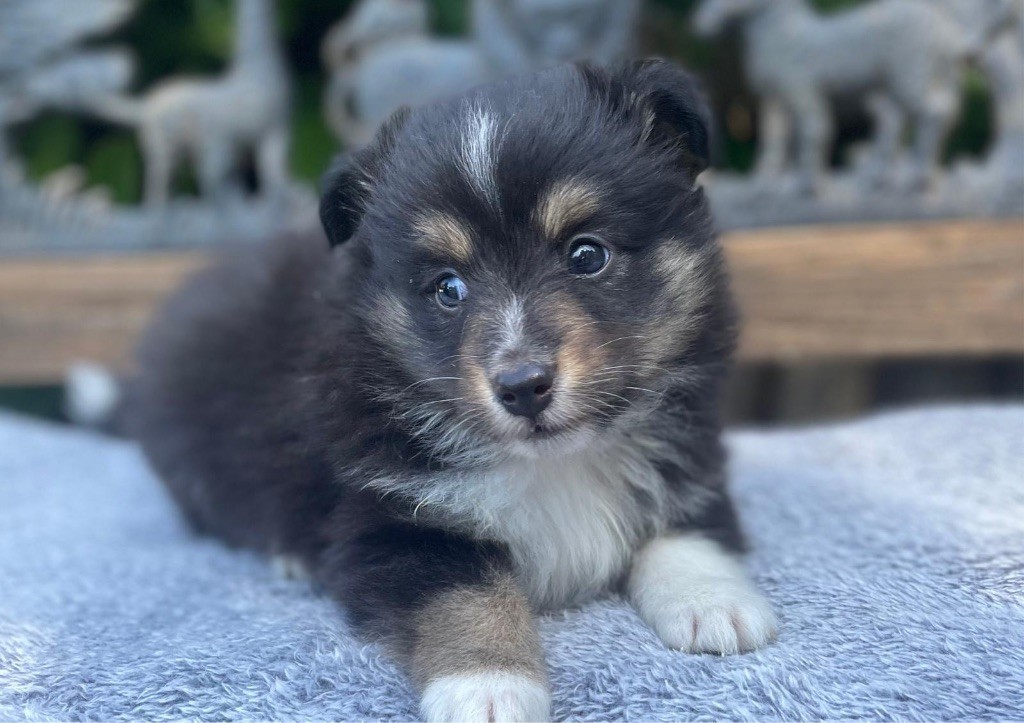 du Cèdre Enchanté - Chiots disponibles - Shetland Sheepdog