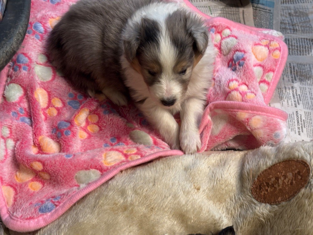 du Cèdre Enchanté - Chiots disponibles - Shetland Sheepdog