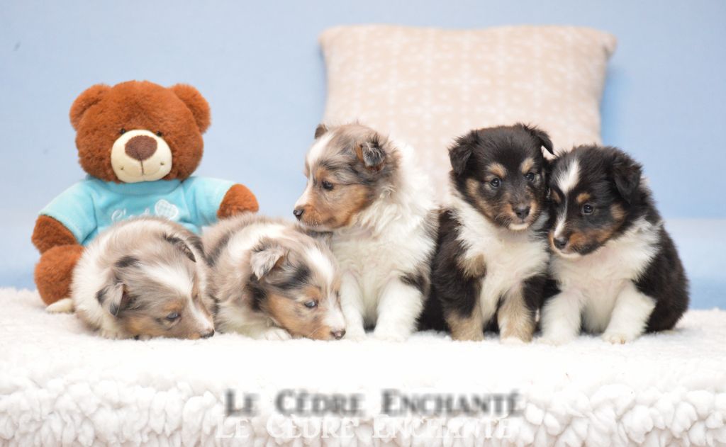 Chiot Shetland Sheepdog du Cèdre Enchanté