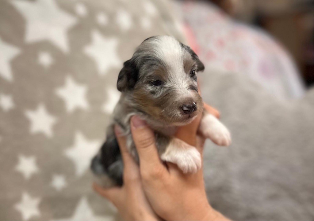 du Cèdre Enchanté - Chiots disponibles - Shetland Sheepdog
