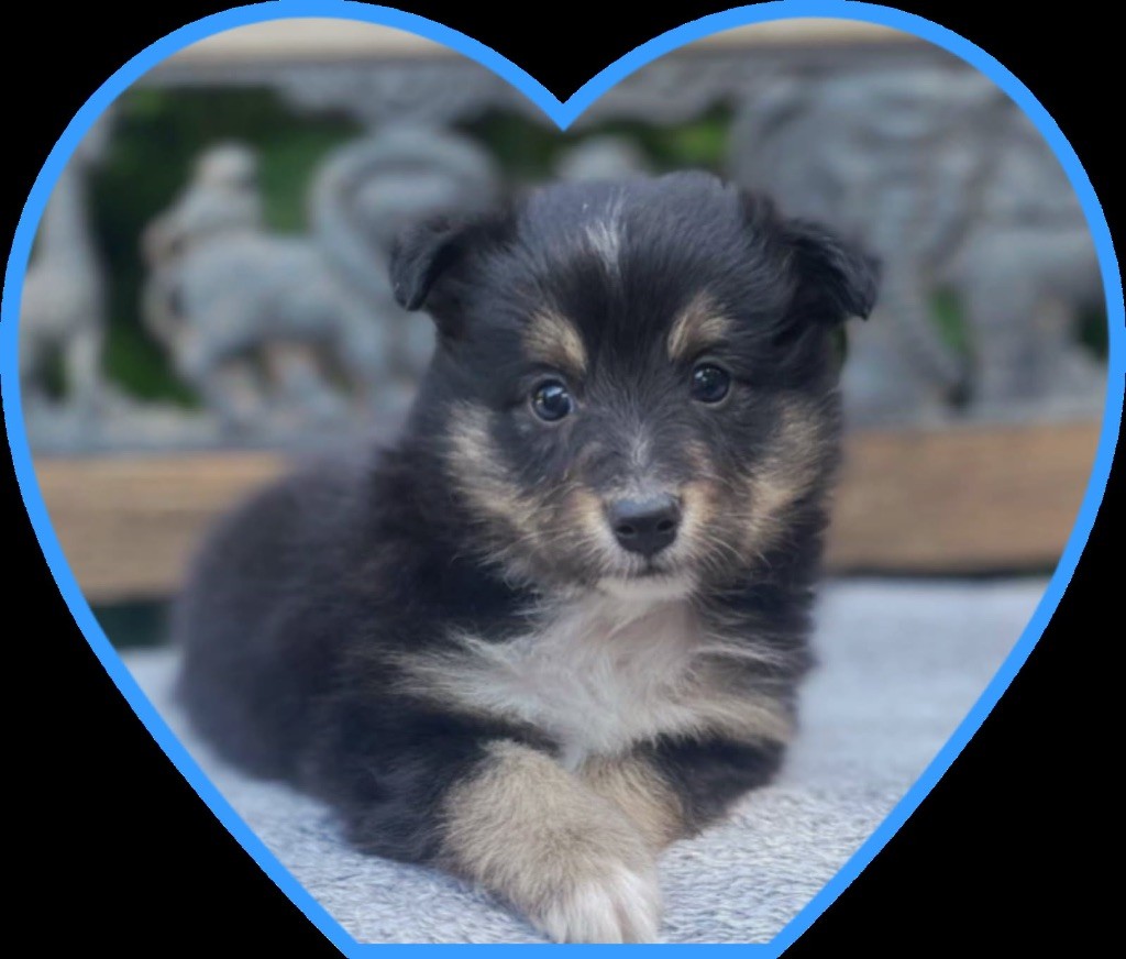 du Cèdre Enchanté - Chiots disponibles - Shetland Sheepdog