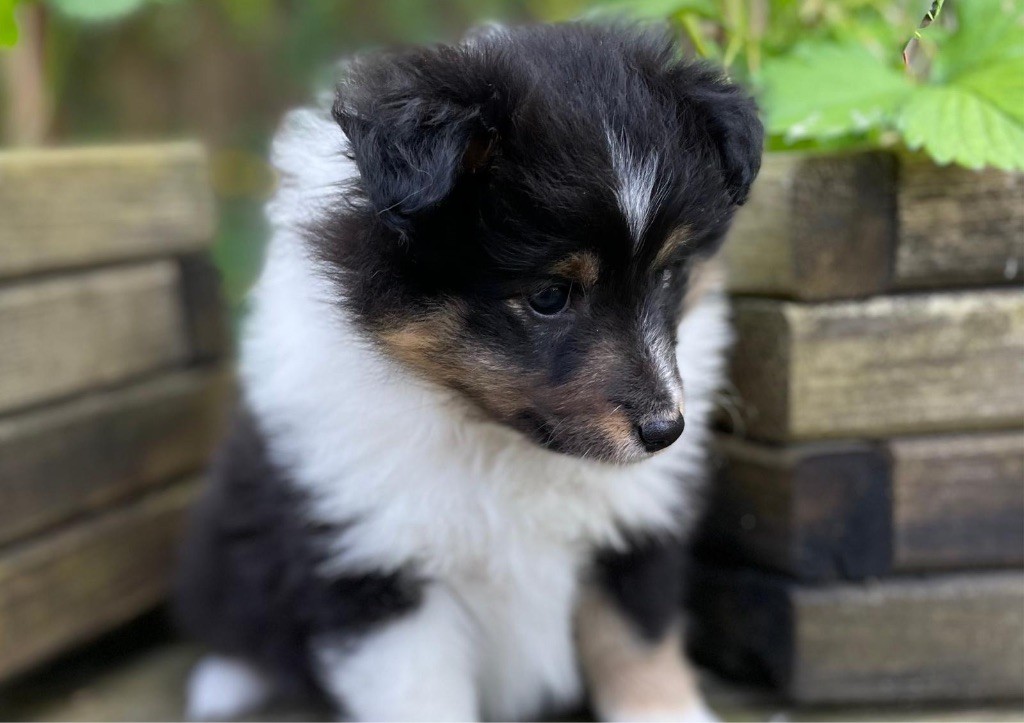 du Cèdre Enchanté - Chiots disponibles - Shetland Sheepdog