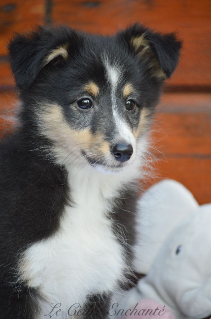 Chiot Shetland Sheepdog du Cèdre Enchanté