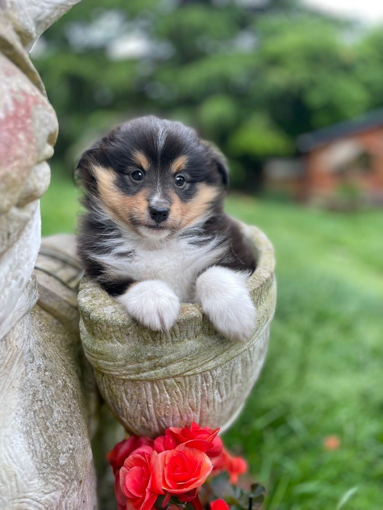du Cèdre Enchanté - Chiots disponibles - Shetland Sheepdog