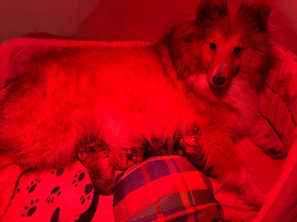 du Cèdre Enchanté - Chiots disponibles - Shetland Sheepdog