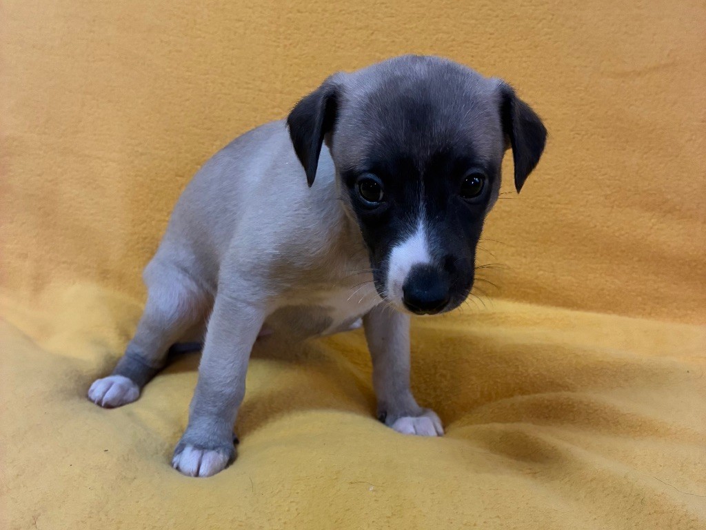 du Cèdre Enchanté - Chiots disponibles - Whippet
