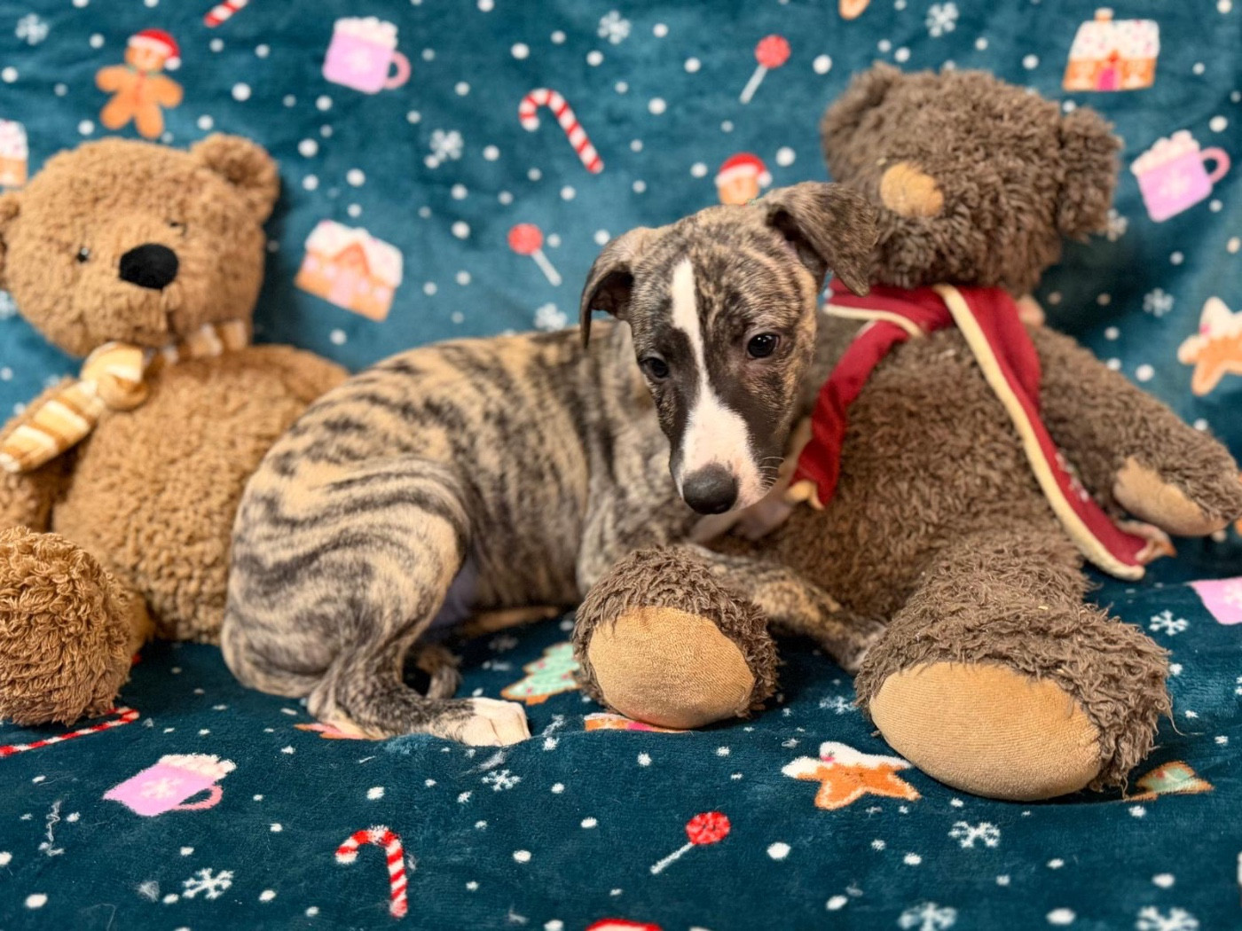 du Cèdre Enchanté - Chiots disponibles - Whippet