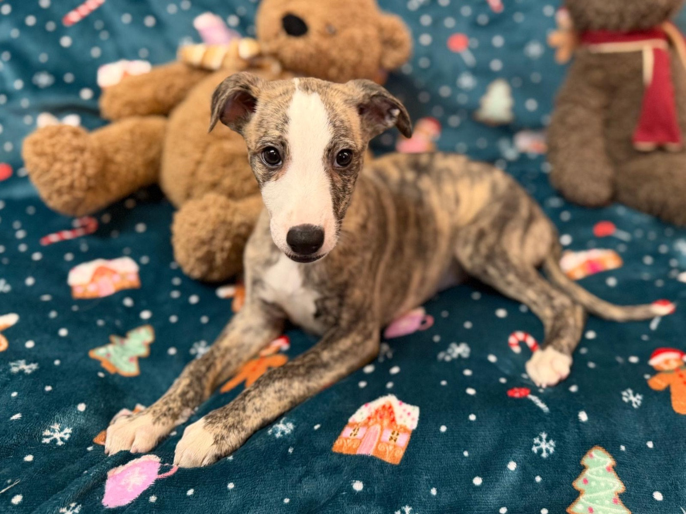 du Cèdre Enchanté - Chiots disponibles - Whippet