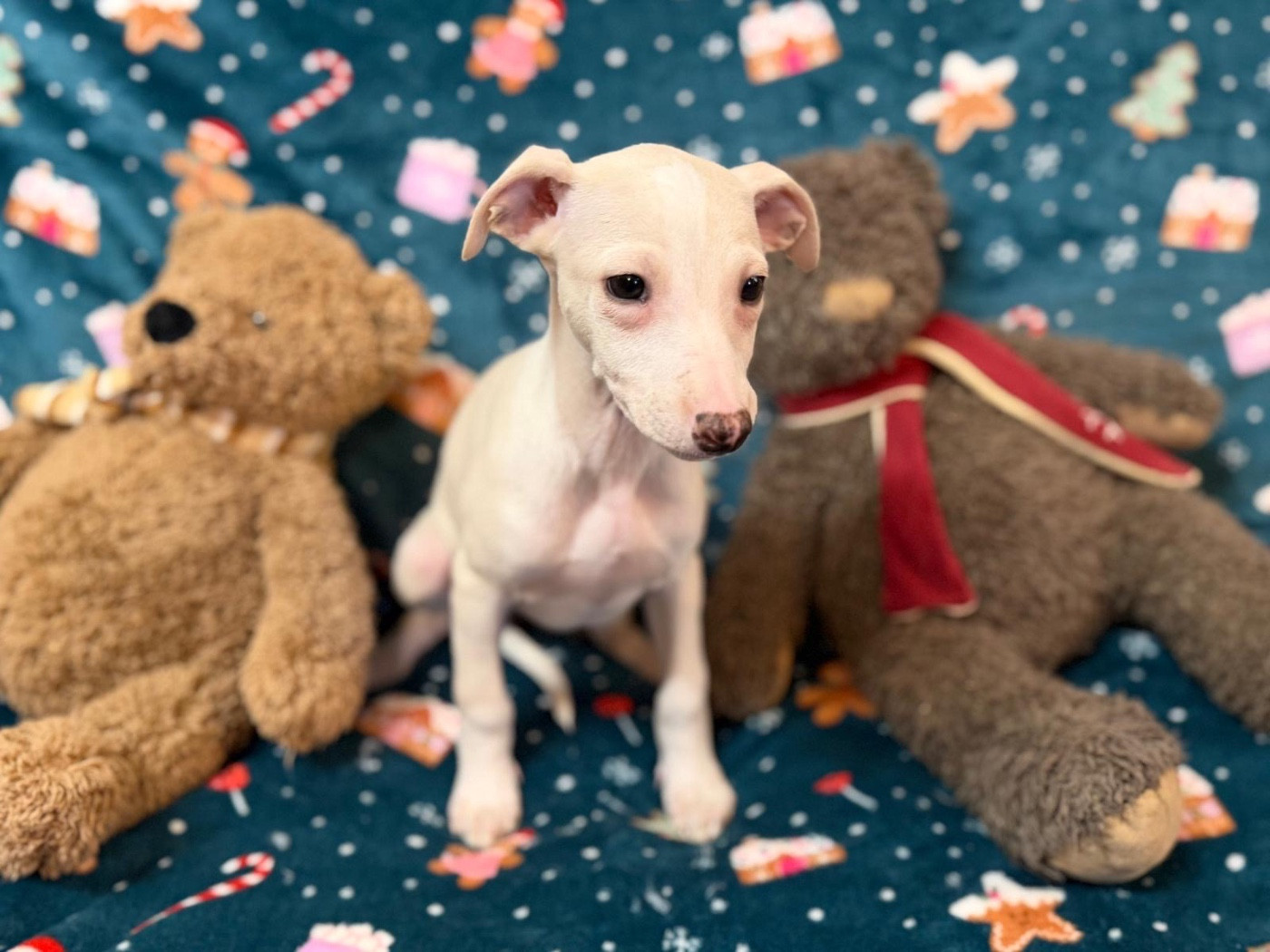 du Cèdre Enchanté - Chiots disponibles - Whippet