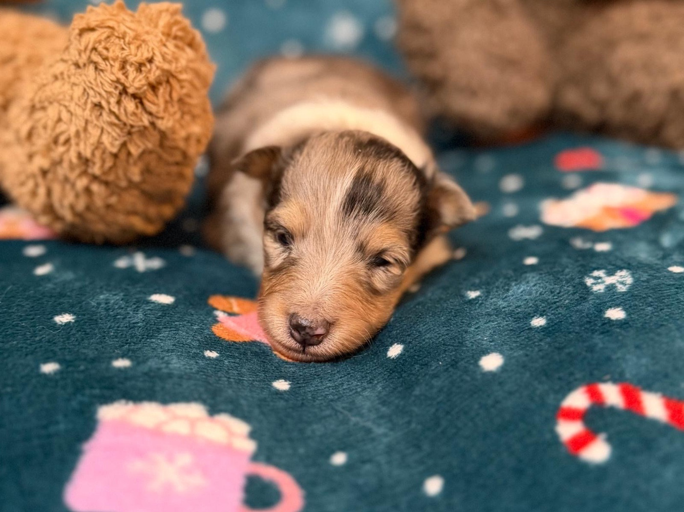 du Cèdre Enchanté - Chiots disponibles - Shetland Sheepdog