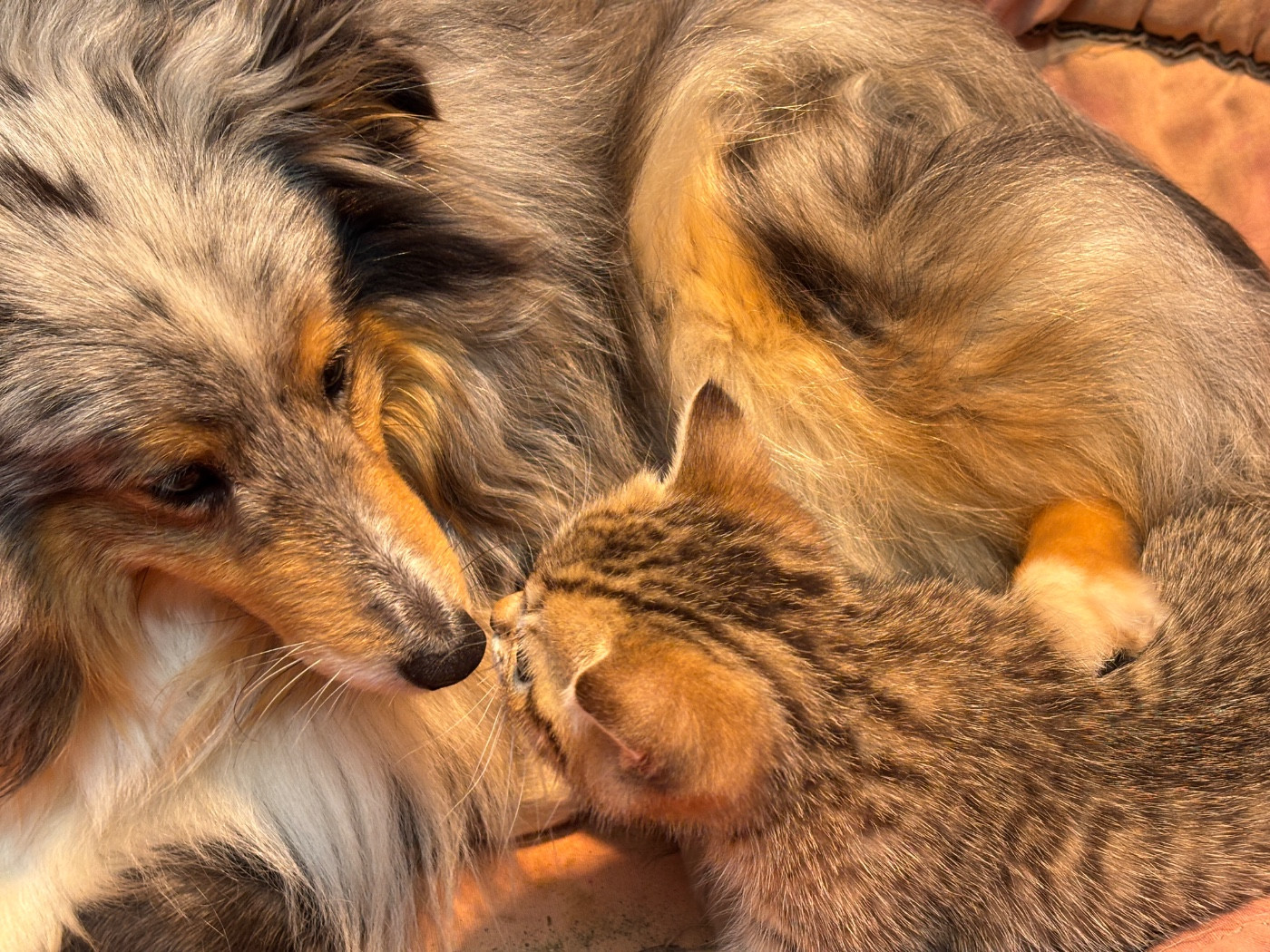 du Cèdre Enchanté - Shetland Sheepdog - Portée née le 10/11/2025