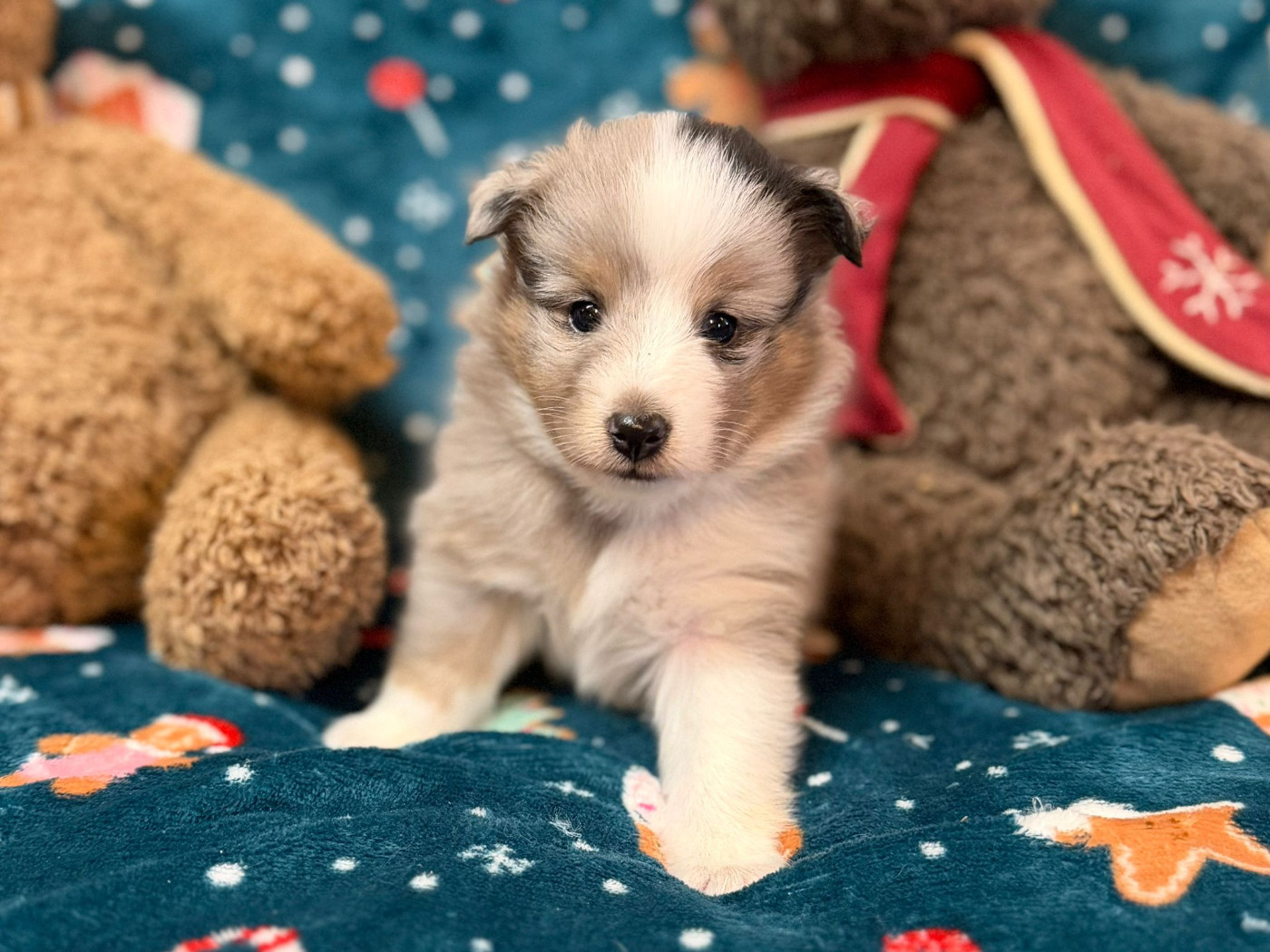 du Cèdre Enchanté - Chiots disponibles - Shetland Sheepdog