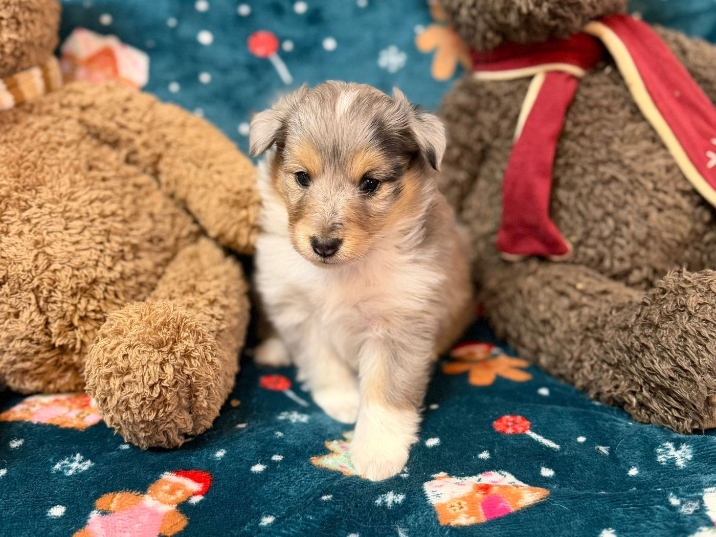 du Cèdre Enchanté - Chiots disponibles - Shetland Sheepdog