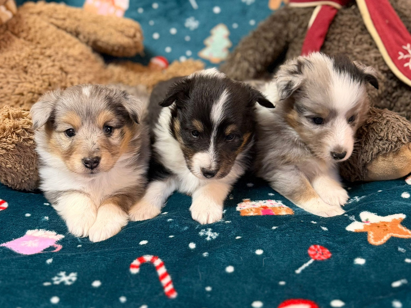 Chiot Shetland Sheepdog du Cèdre Enchanté