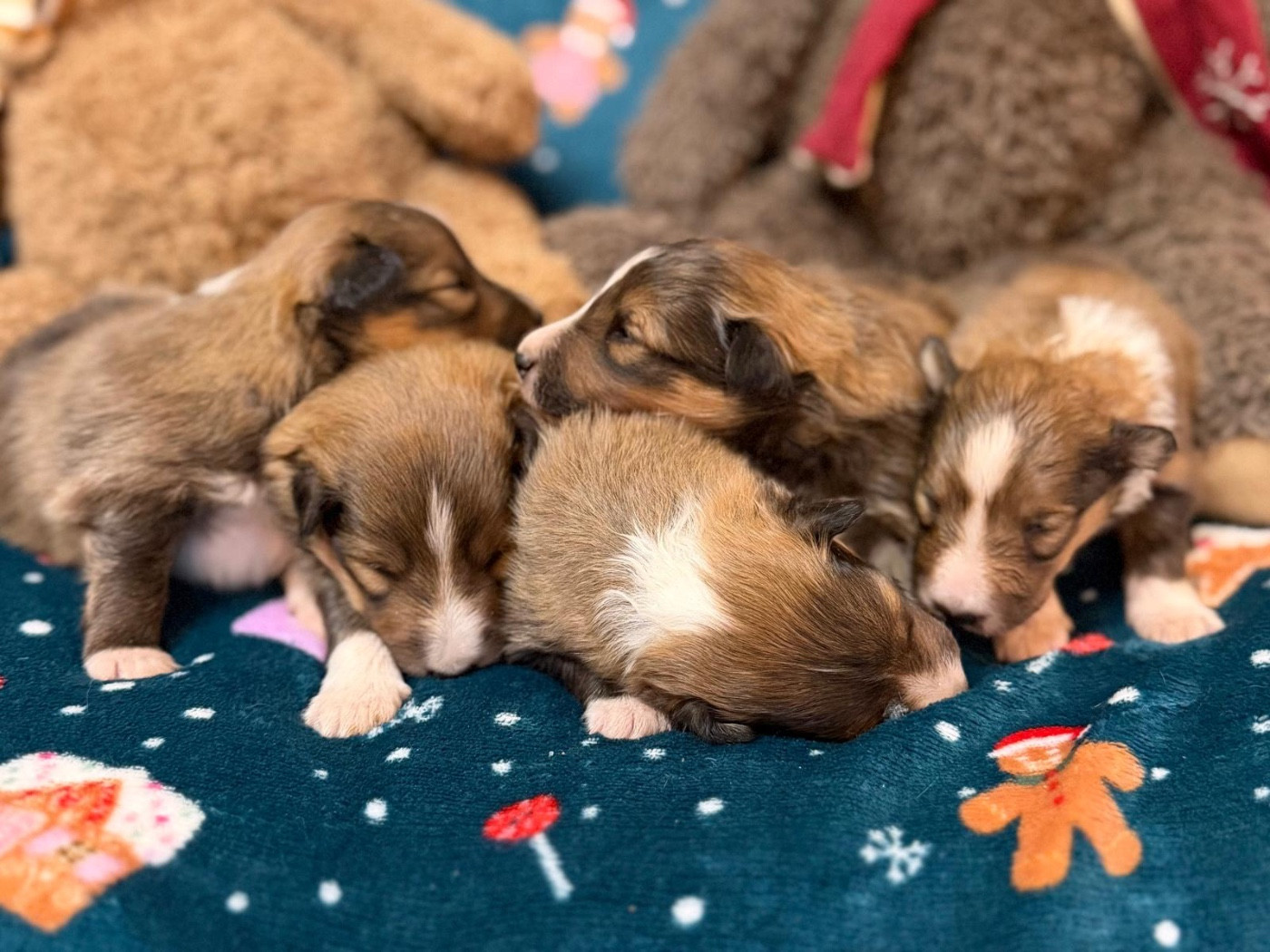 du Cèdre Enchanté - Shetland Sheepdog - Portée née le 13/11/2025