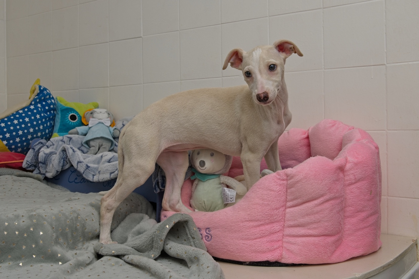 du Cèdre Enchanté - Chiots disponibles - Whippet