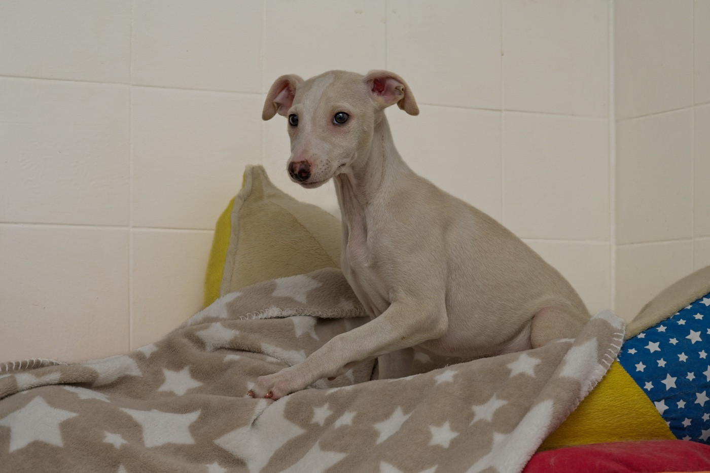 du Cèdre Enchanté - Whippet - Portée née le 28/09/2025